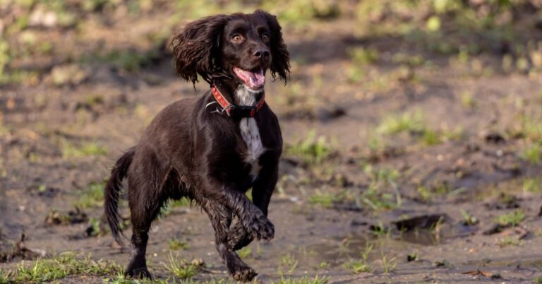 What Makes The Boykin Spaniel A Hunter’s Favorite