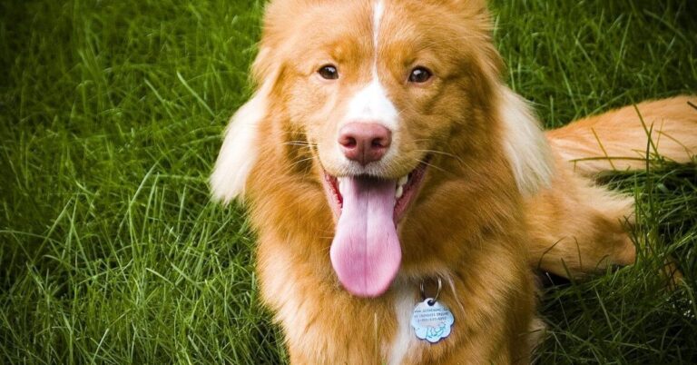 10 Things To Know About The Nova Scotia Duck Tolling Retriever