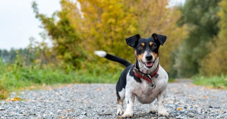 20 Best Dog Breeds For Tracking And Hunting