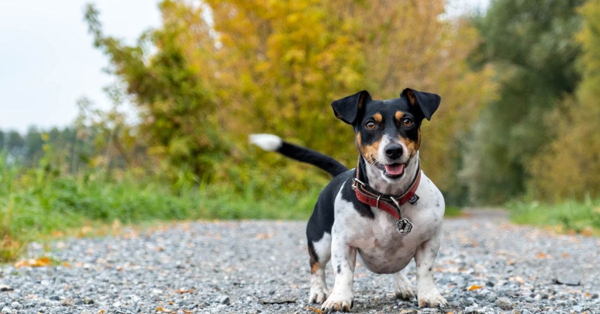 20 Best Dog Breeds For Tracking And Hunting