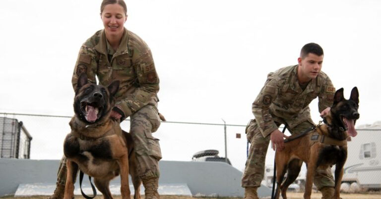 10 Incredible Roles Military Dogs Play In Service