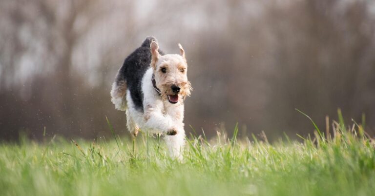 10 Things You Should Know About The Low-Key Cesky Terrier