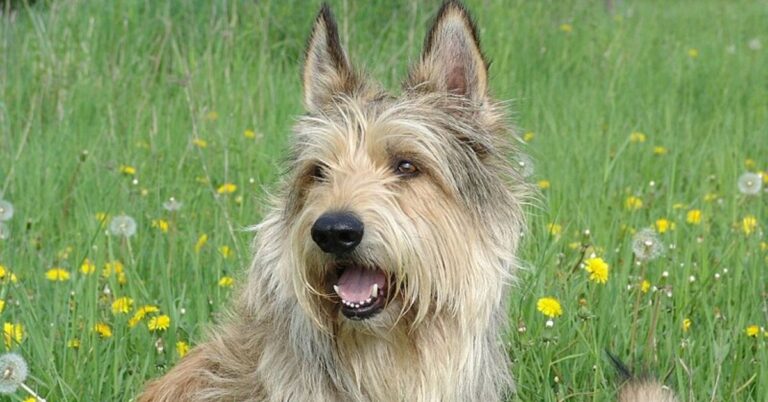 10 Reasons The Berger Picard Might Be Your Perfect Dog