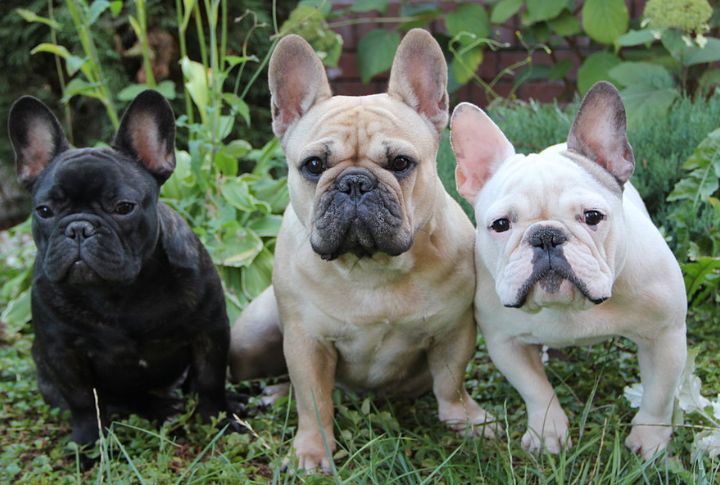 They Come In A Range Of Colors
