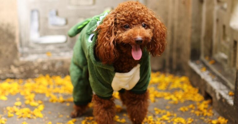 10 Petite Dogs With Enough Sass For A Full-Sized Pup