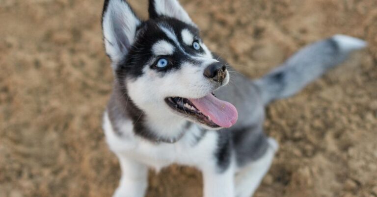 10 Dog Breeds That Pose A Challenge To Families Without The Right Training