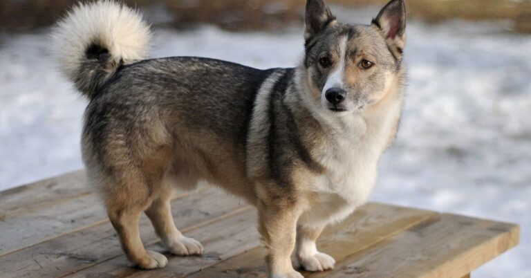 10 Traits Of The Fierce And Friendly Swedish Vallhund