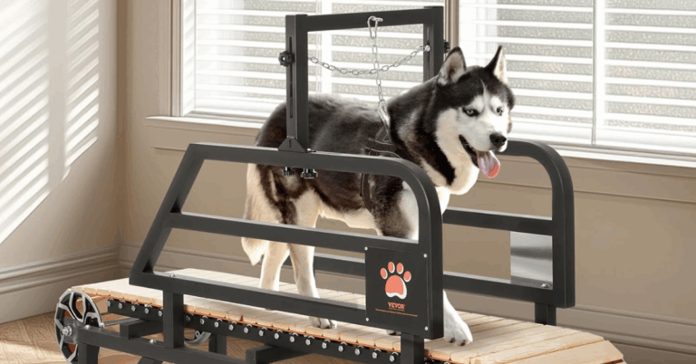 10 Indoor Games And Challenges To Stimulate Your Dog