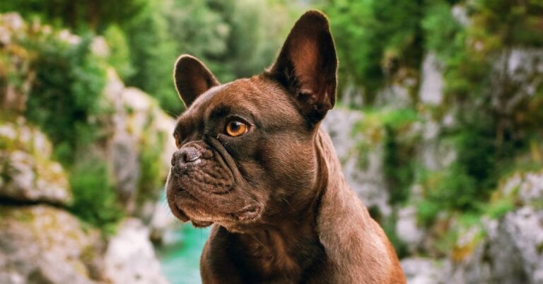 10 Things You Didn’t Know About French Bulldogs