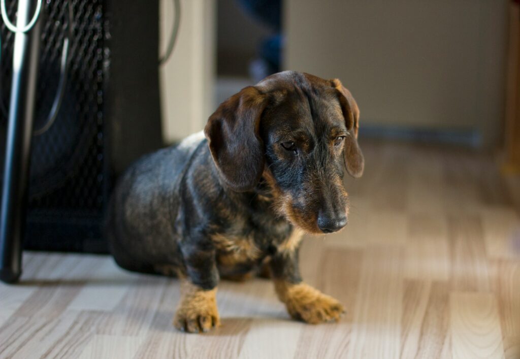 brown and black short coated puppy on brown wooden floor