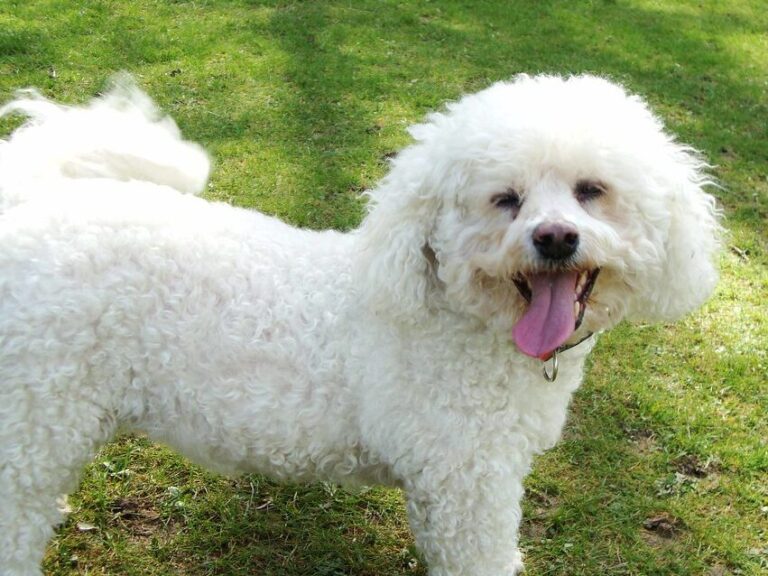 Top 15 Most Affectionate Dog Breeds You’ll Ever Meet