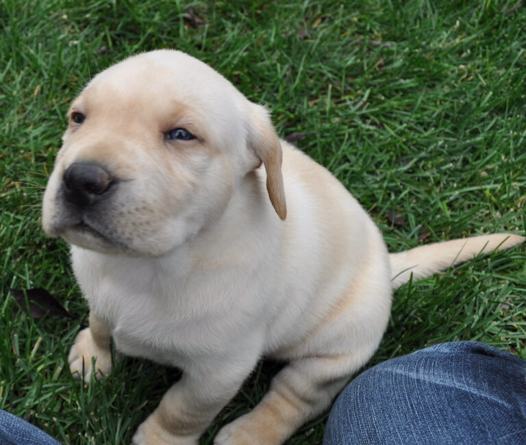 15 Puppy Behaviors That Seem Weird but Are Totally Normal