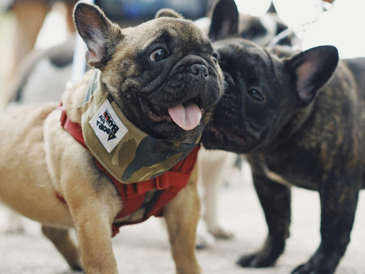 fawn pugs on ground