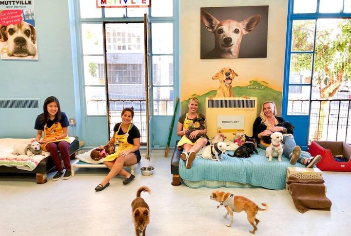 10 Dog Shelters That Treat Rescue Like A Mission