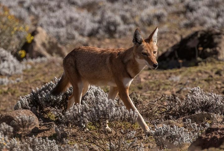 Why The Ethiopian Wolf Is Africa’s Most Extraordinary Canid
