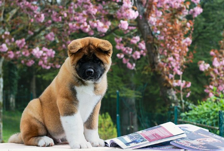 Considering An Akita? Learn Why The American Type May Be Right For You