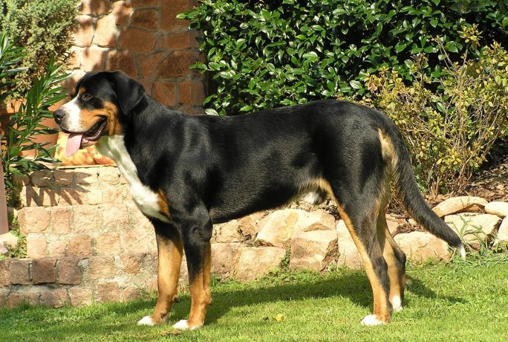 20 Unique Qualities Of Greater Swiss Mountain Dogs