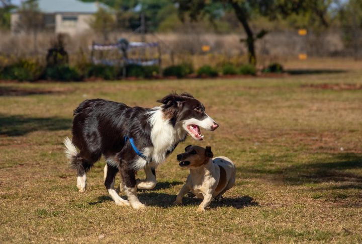 10 Ways To Make Alone Time Easier On Your Pet