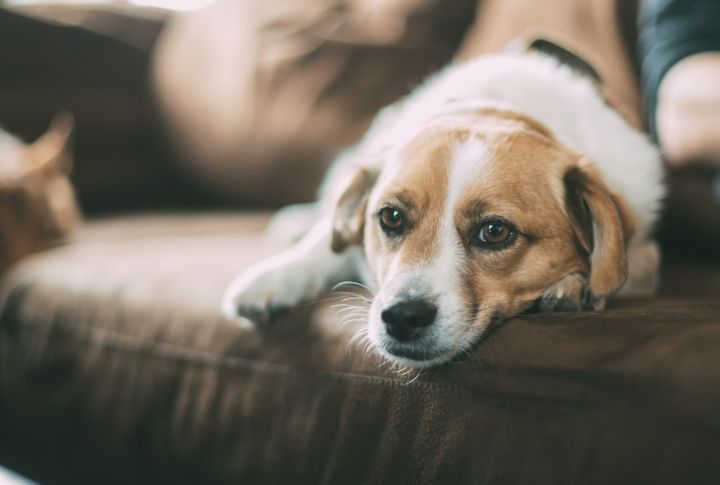 10 Small Changes That Could Reveal A Bigger Problem In Dogs