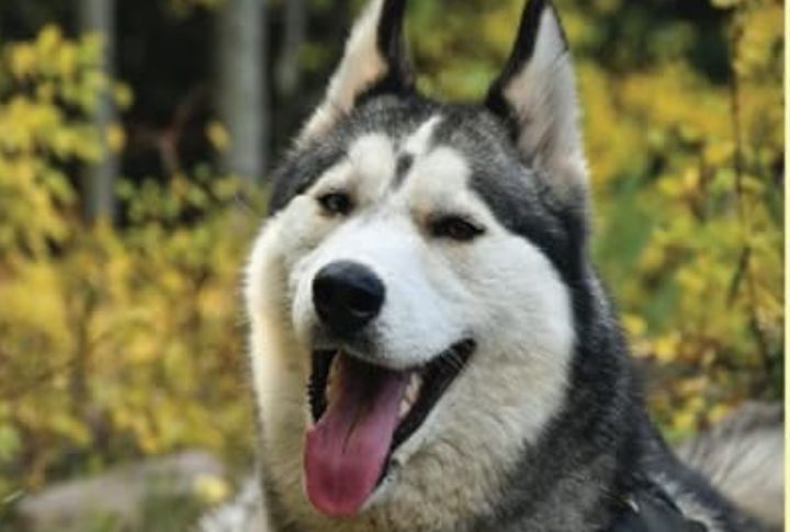 Playful And Energetic