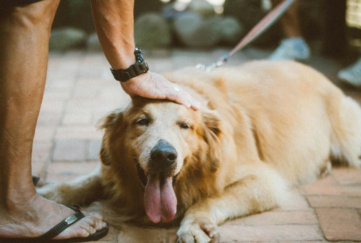 10 Subtle Ways Dogs Communicate Calm And Avoid Conflict