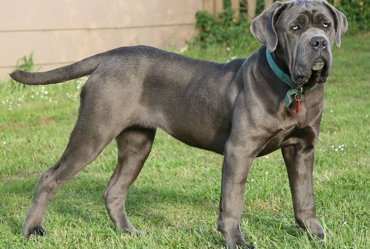 Meet The Neapolitan Mastiff, A Dog With Ancient Muscle And Modern Soul