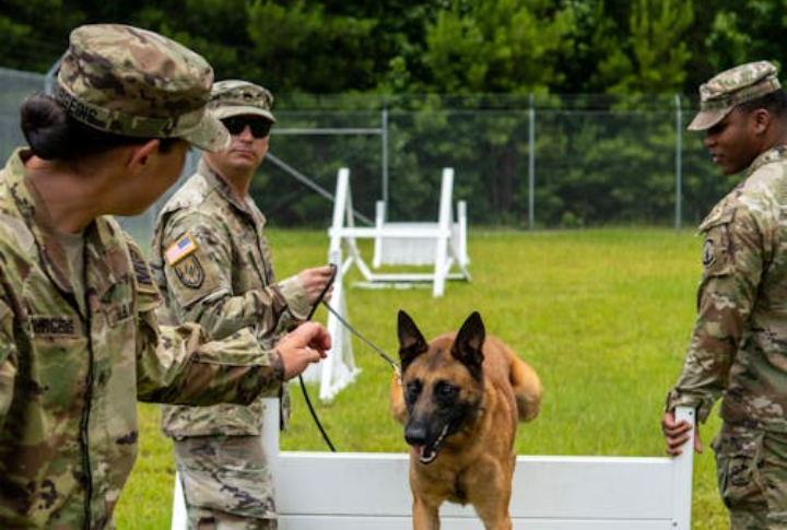 Apply For The Department Of Defense Handler Program