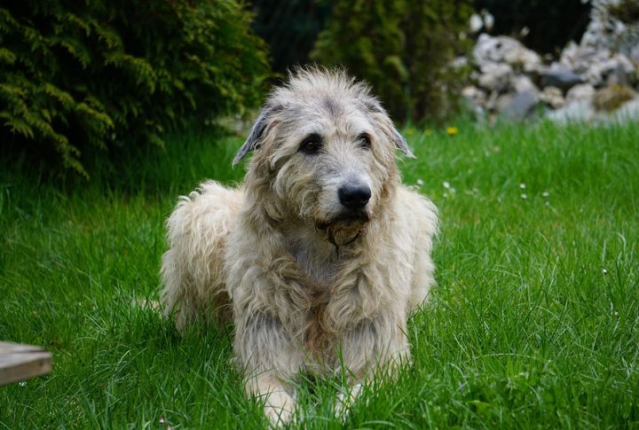 10 Traits That Made The Irish Wolfhound A Legend