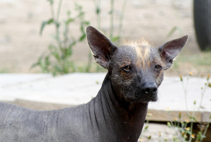 10 Reasons The Xoloitzcuintli Stands Out Among Dog Breeds