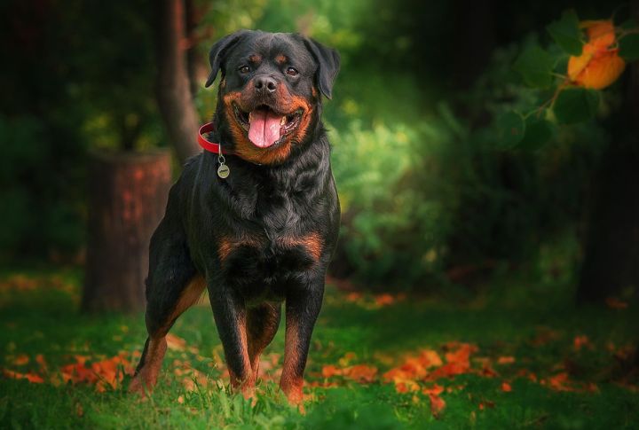 Rottweiler
