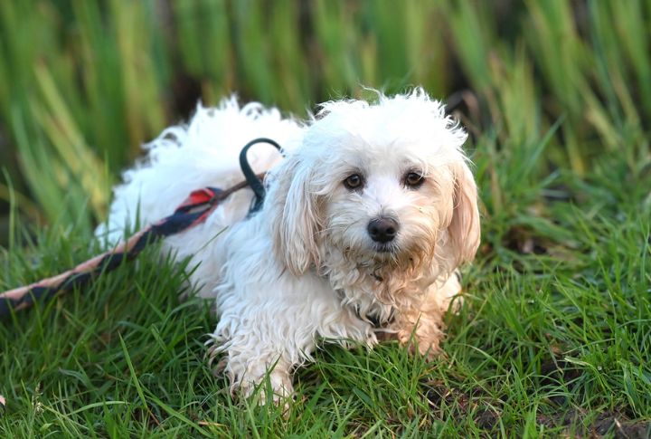 10 Ways The Havanese Stands Out As A Family Companion