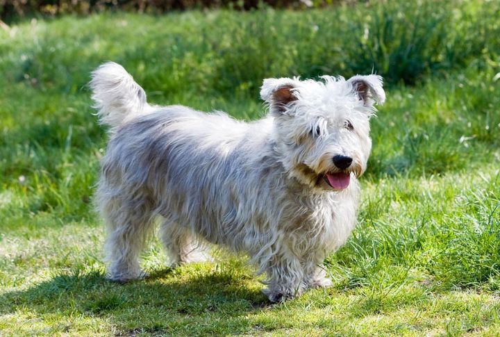 The Low-Maintenance Terrier
