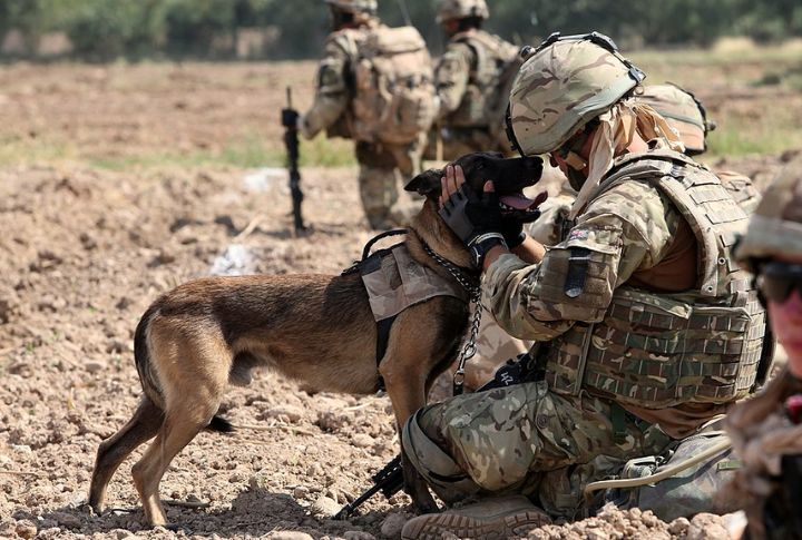 The Unsung Animal Heroes Who Helped Win the War