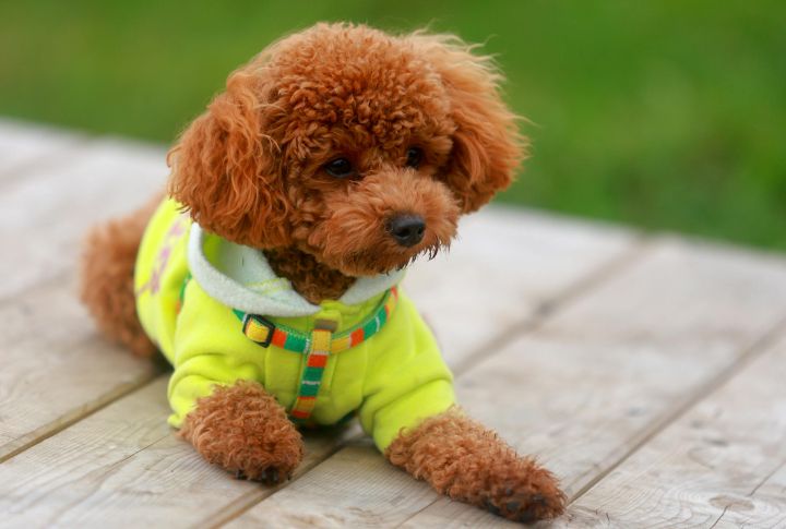 10 Dog Breeds That Prove Big Love Comes In Small Sizes