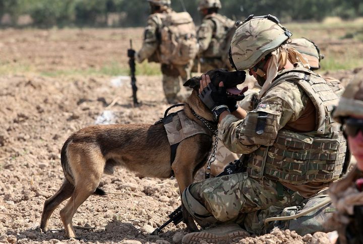 10 Ways Dogs Help Veterans Heal From PTSD
