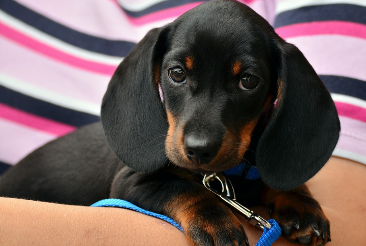 How Purebred Instincts Still Shape Your Dog’s Modern Life