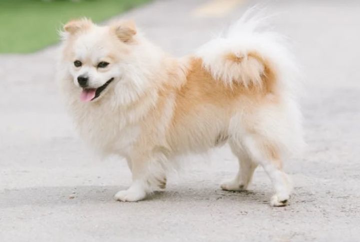 Grooming Depends On Their Coat