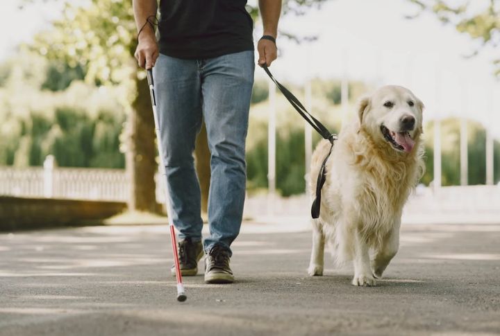10 Essential Facts Every Service Dog Owner Should Know