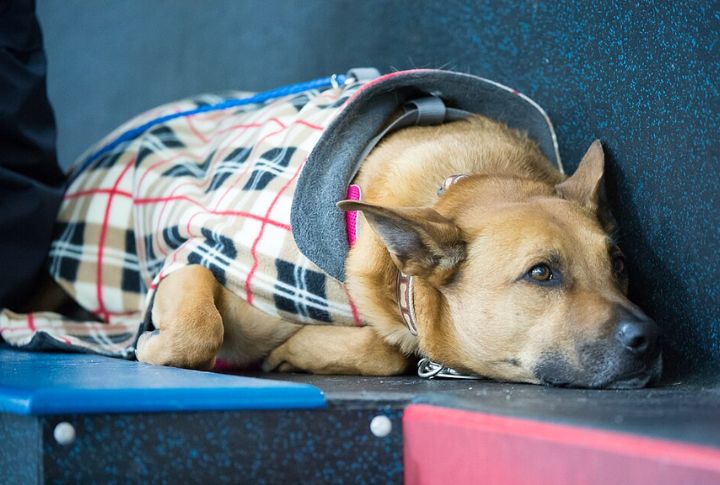 Training A Service Dog Takes More Than Just Good Manners
