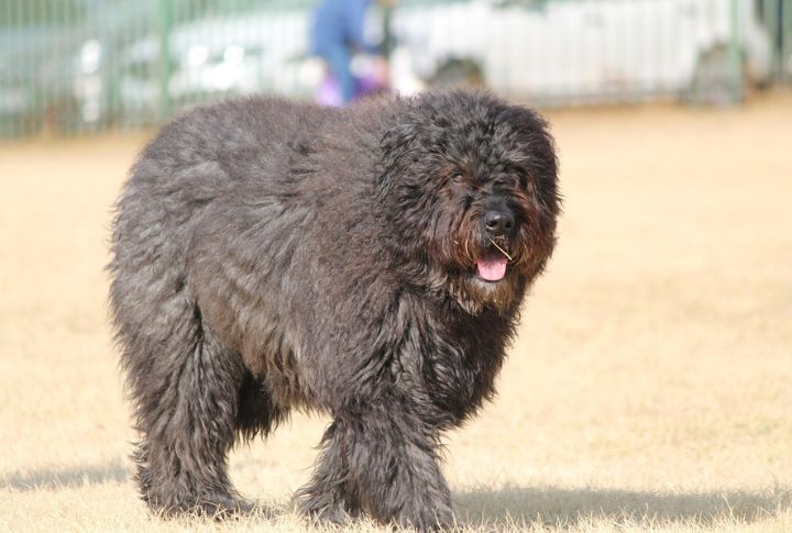 10 Core Qualities That Define The Bouvier Des Flandres Breed
