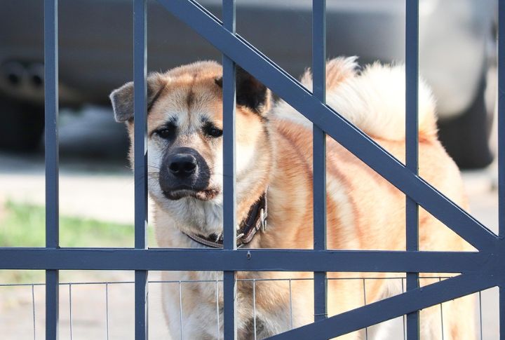 20 Smart Habits To Prevent Coyote Encounters With Pets