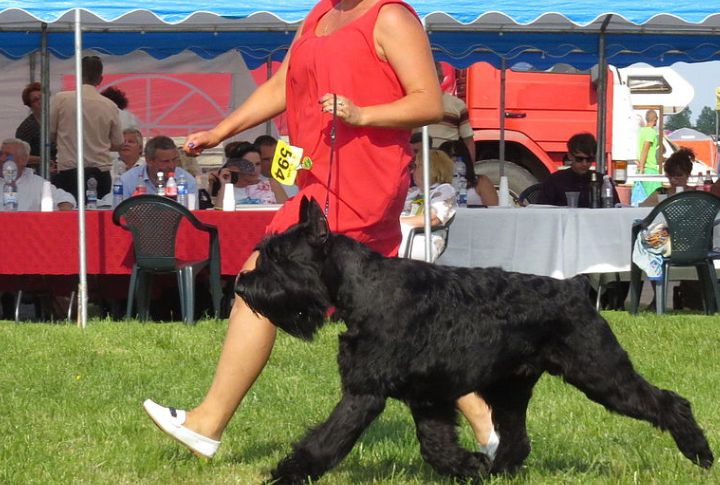 They Excel At Dog Sports And Agility