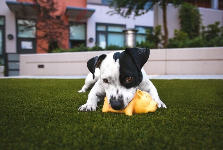 Bringing You Their Toys