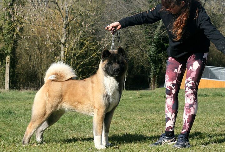 Temperament Suited For Family Protection