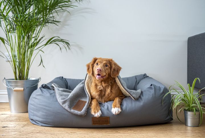 Dogs Make Your Space Feel Like Home, Not Just A Place You Live