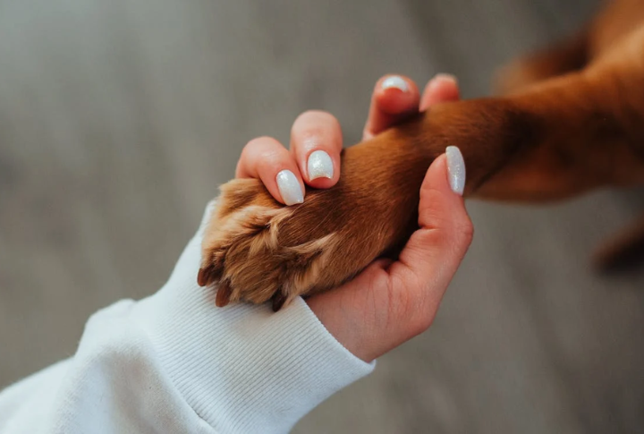 Offer A Helping Paw With Ramps