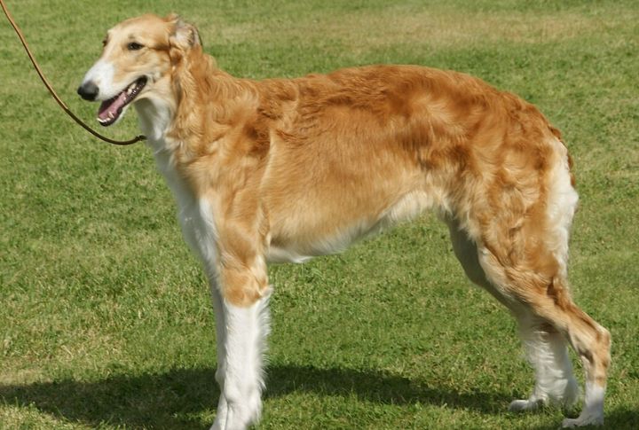 Borzoi