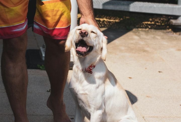 Labrador Retrievers