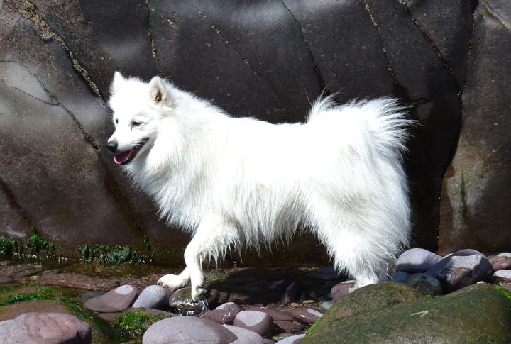 Japanese Spitz