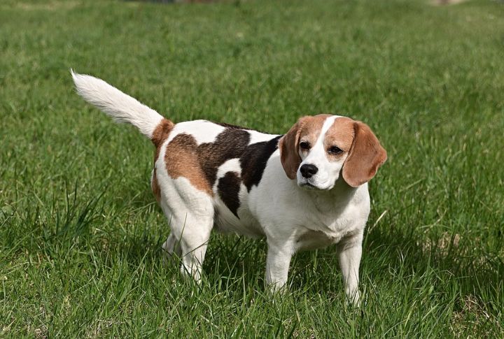 “Snoopy” The Beagle